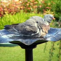how do i attract birds to my bird bath ehow how do i attract birds to my bird bath ehow