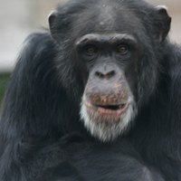 How do chimpanzees protect themselves?