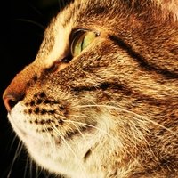 Steroids for cats with allergies