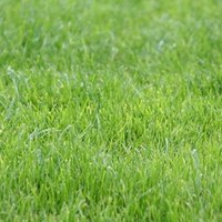 How To Plant Grass Runners 