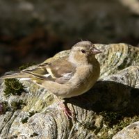 how to feed injured wild birds ehow how to feed injured wild birds ehow