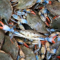 maryland blue crab season maryland blue crab season