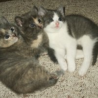what age to neuter a age to neuter kittens ehow what age to neuter a age to neuter kittens ehow