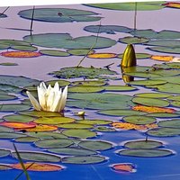 Lily Pad Life Cycle | eHow