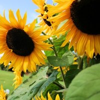 black sunflower seed growers how to grow my own black sunflower seeds ehow black sunflower seed growers how to grow my own black sunflower seeds ehow