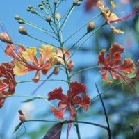 How to Cut a Mexican Bird of Paradise | eHow