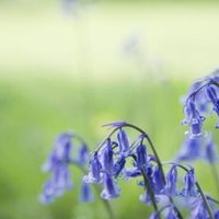 How to Plant English Bluebells | eHow