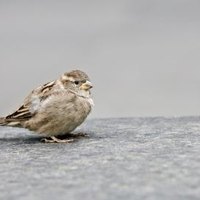 how to feed birds bread crumbs ehow how to feed birds bread crumbs ehow