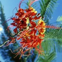 How to Propagate a Mexican Bird of Paradise Plant | eHow