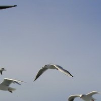 how to clean bird droppings from wood ehow how to clean bird droppings from wood ehow