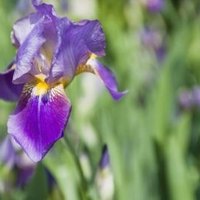 how to keep grass out of iris beds ehow how to keep grass out of iris beds ehow
