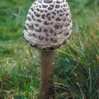 How to Remove Mushrooms From the Lawn | eHow