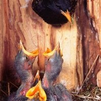 how to attract starlings to your backyard ehow how to attract starlings to your backyard ehow