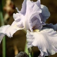 how to keep my irises blooming ehow how to keep my irises blooming ehow