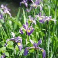 how to keep weeds out of an iris bed ehow how to keep weeds out of an iris bed ehow