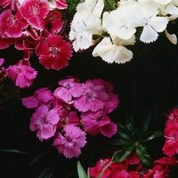 how to prune dianthus for regrowth ehow how to prune dianthus for regrowth ehow