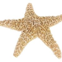 ehow smell starfish dried