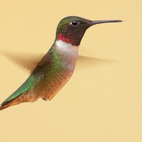 what is hummingbird season in chicago ehow what is hummingbird season in chicago ehow