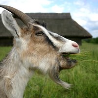 ivomec goats ehow