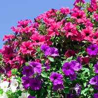 fertilizer for petunias with pictures ehow fertilizer for petunias with pictures ehow