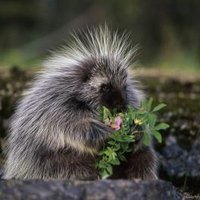 How do you get rid of porcupines?