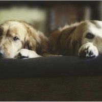 Making Food For Your Dog Liver Problems Making Food For Your Dog Liver Problems