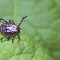 lyme vaccine side effects lyme disease vaccine side effects in dogs ehow lyme vaccine side effects lyme disease vaccine side effects in dogs ehow