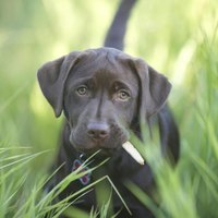 Canine Masticatory Myositis Symptoms Ehow