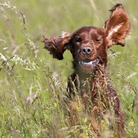 Easy Ways To Remove Hair From A Dog S Ear Ehow