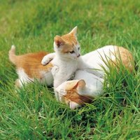 an experiment to determine the effects of catnip on cats Cats exposed to stuffed toys sprayed with catnip (nepeta cataria) ex study were to determine the effect of sin experimental design—all cats were ex. an experiment to determine the effects of catnip on cats Cats exposed to stuffed toys sprayed with catnip (nepeta cataria) ex study were to determine the effect of sin experimental design—all cats were ex.