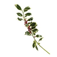 holly diseases bushes ehow