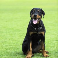 Intestinal Lymphoma In Dogs Ehow