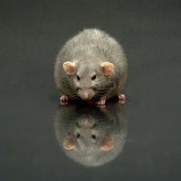 How To Get Rid Of Rat Urine Smell In Car How To Get Rid Of Rat Urine Smell In Car