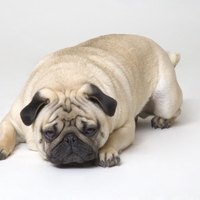 frontline side effect in dogs frontline side effect in dogs