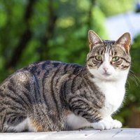 Leukeran For Cats With Ibd