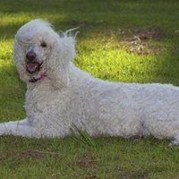 How To Groom Your Toy Poodle When Matted Ehow