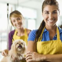 groomer salary average salary of a pet groomer with pictures ehow groomer salary average salary of a pet groomer with pictures ehow