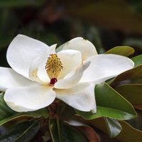 magnolia mature personals Green singles dating site members are open-minded, liberal and conscious dating for vegans, vegetarians, environmentalists and animal rights activists. magnolia mature personals Green singles dating site members are open-minded, liberal and conscious dating for vegans, vegetarians, environmentalists and animal rights activists.