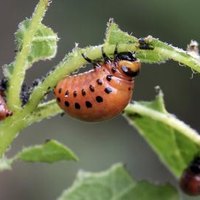 How to Keep Bugs From Eating My Vegetable Garden | eHow