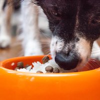 How to Use Boiled Rice to Stop Diarrhea in Dogs | eHow