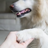 How to Wrap a Dog's Paw so the Dressing Won't Come Off | eHow