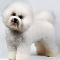 How to Breed Bichon Frise Dogs | eHow