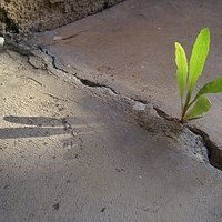 weeds driveway cracks growing stop ehow