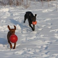 What Type Of Fabrics Are Dog Toys Made Out Of Ehow