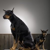 Why Should You Trim a Mini Pinscher's Tail? | eHow