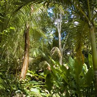 List of Flowers Found in the Tropical Rainforest | eHow