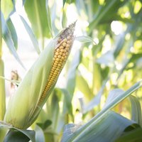 How to Keep Squirrels From Eating a Sweet Corn Crop | eHow