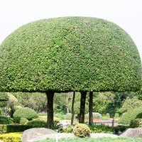 Which Plants Make The Best Topiaries? (with Pictures) 