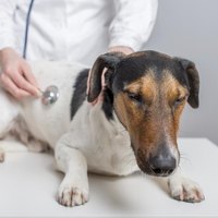 baytril side effects in dogs side effects of baytril in dogs ehow baytril side effects in dogs side effects of baytril in dogs ehow