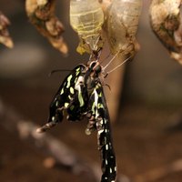 How Long Does a Butterfly Stay in a Chrysalis? | eHow